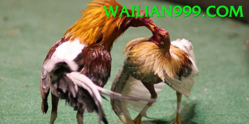 Đá Gà Trực Tiếp - Trải nghiệm tuyệt vời